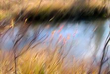 Up the Creek © Bill Horne