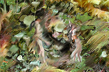 Richfield Oreads  © Bill Horne